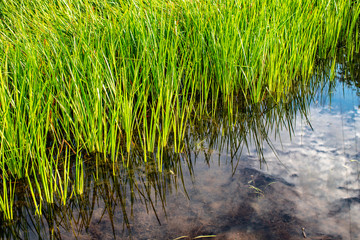 Obraz premium green grass in the pond