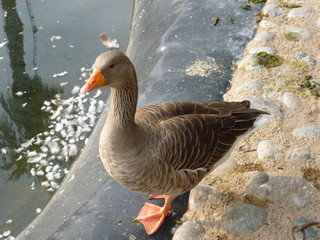 duck