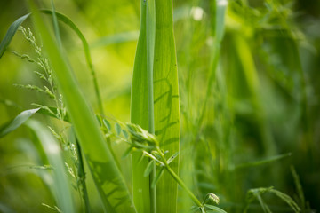 日本　風景　自然