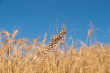 Beautiful wheat field during harvest time, background