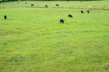 cows in the green field