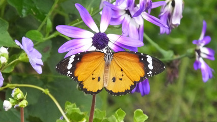 Monarch Butterfly Danaus plexippus on a cineraria flowers and plants in a garder centre UK