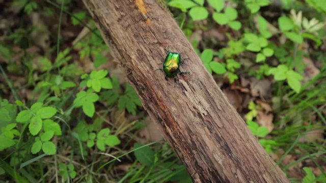 small dogbane colorful beetle sitting still on a branch in the forest, pedestal up close-up shot to high-angle