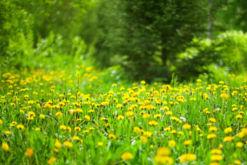 Yellow dandelions bloom in green forest on sunny day on blurred background, spring woods glade with blossom blowballs flowers, beautiful summer nature landscape, blooming taraxacum lawn, copy space