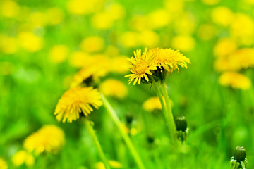 Yellow dandelions bloom in green grass on sunny day close-up on blurred background, spring lawn with blossom blowballs flowers, beautiful summer nature landscape, taraxacum field macro, copy space