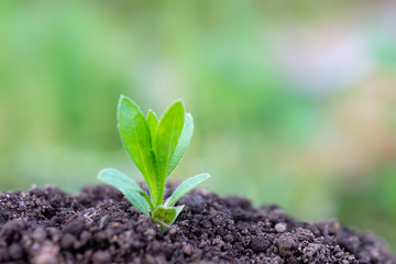 土と草の葉　植物　クローズアップ　エコイメージ