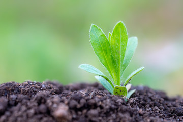 土と草の葉　植物　クローズアップ　エコイメージ