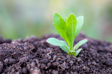 土と草の葉　植物　クローズアップ　エコイメージ