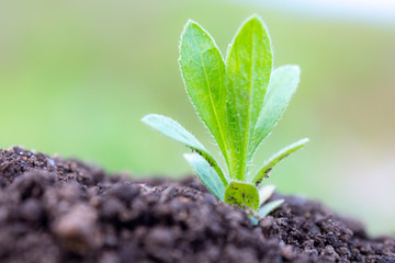 土と草の葉　植物　クローズアップ　エコイメージ