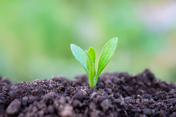 土と草の葉　植物　クローズアップ　エコイメージ
