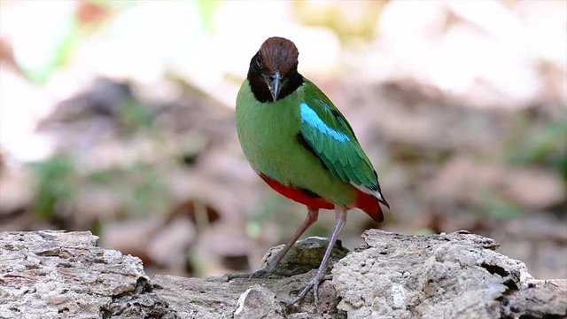 Commonly found in the Southeast Asia and quite a friendly bird; famous for its beautiful green round breast and the dark hood, its tail is also red up its belly.