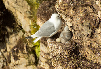 Kittiwake & Chick © Chris