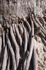 Roots of a coconut tree on the beach