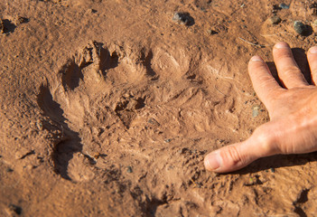 Polar Bear footprint in mud