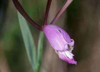 Rosebud Orchid