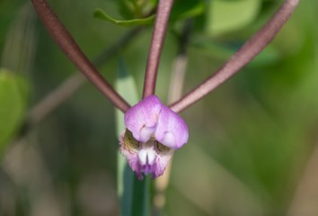 Rosebud Orchid