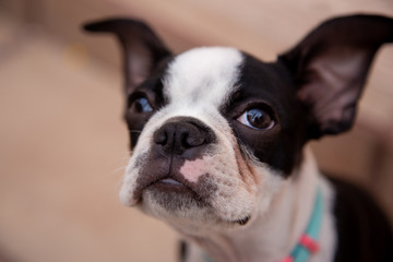 Boston terrier puppy dog