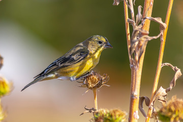 Beautiful bird perched on the dry flower of a plant on a sunny day