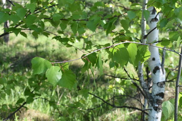 береза, Россия, природа