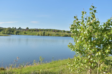 пруд, природа, солнечный день