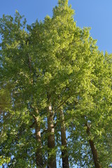 лес, дерево, природа, 