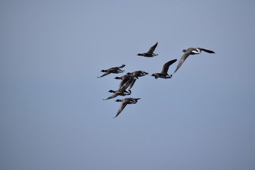 青空を飛ぶコクガン