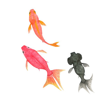 9 801 Best 金魚 Images Stock Photos Vectors Adobe Stock 9 801 Best 金魚 Images Stock Photos Vectors Adobe Stock