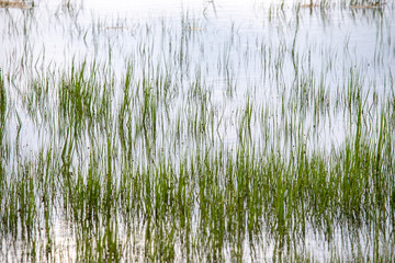 grass in the water
