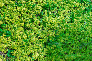 Rampicante con foglie verdi