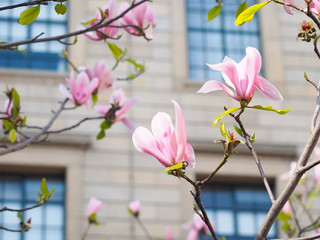 Magnolia flowers in the park beside the city streets. © oopoontongoo