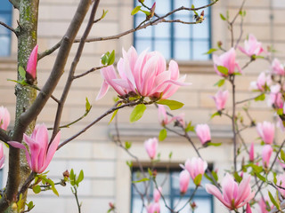Magnolia flowers in the park beside the city streets.
