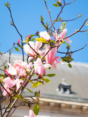 Magnolia flowers in the park beside the city streets.