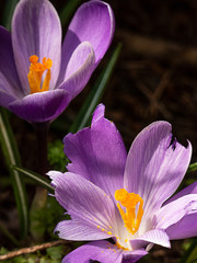 close up of spring crocus in grass