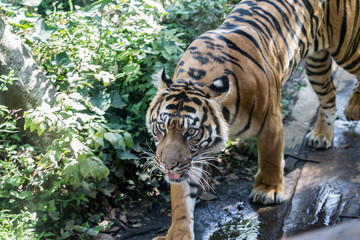 tiger in zoo