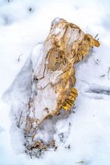 Close up of an old animal skull viewed on a frosty winter day