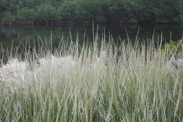 countryside at the lake