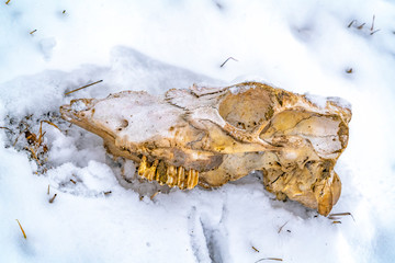 Side view and close up of the skull of a dead animal in winter