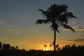 coconut sunset