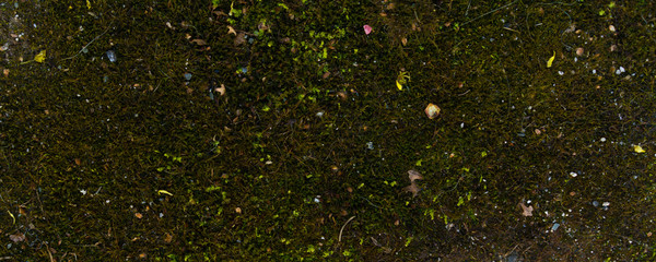 Obraz na płótnie Canvas green moss wall. Web banner, long crop hor. natural green texture. Grunge nature background