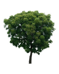 Beautiful fresh green deciduous tree isolated on pure white background for graphic. with clipping path