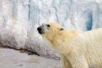 polar bear in zoo