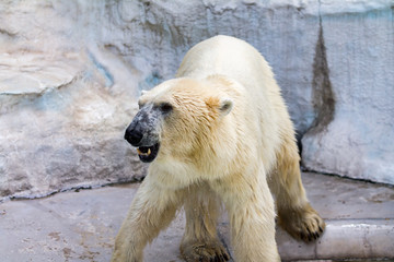 polar bear in zoo