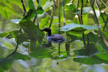 池を泳ぐ水鳥