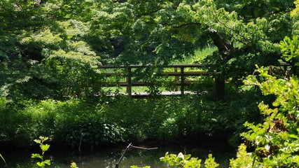 Fototapeta na wymiar 石神井公園の風景