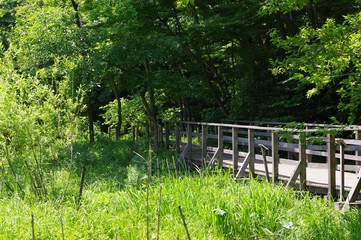 Fototapeta premium 石神井公園の風景