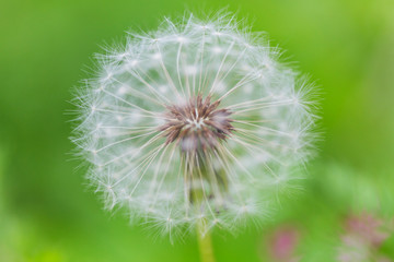 Fototapeta premium Blowball