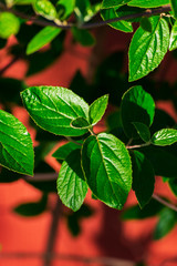 Green leaves. Green leaves on a summer day. Green koreanspice plant leaves.