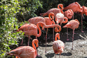 group of flamingos