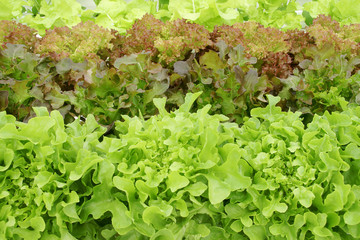 Varieties of Fresh Organic Vegetables in Hydroponic Farm