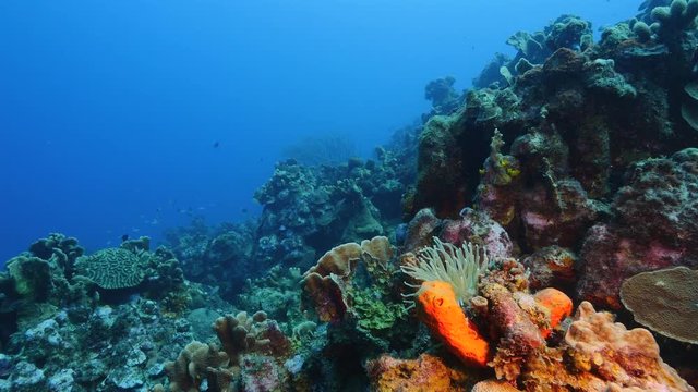 Seascape of coral reef in the Caribbean Sea around Curacao at dive site Playa Grandi with hard and soft coral